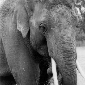 elephant on HP5 plus